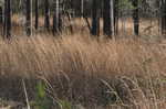 Broomsedge